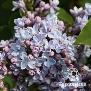 Сирень Карпе Дием