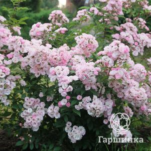 

Роза Хэвенли Пинк мускусная, Ленс (лиц)