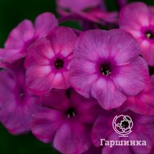 

Флокс Классик Кассис метельчатый