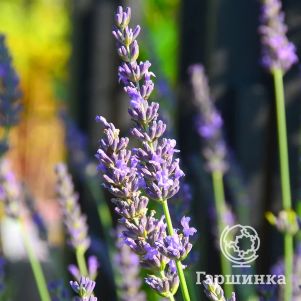 

Лаванда Феноменал