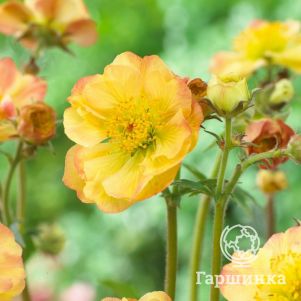 

Гравилат Сенсейшн Липстик