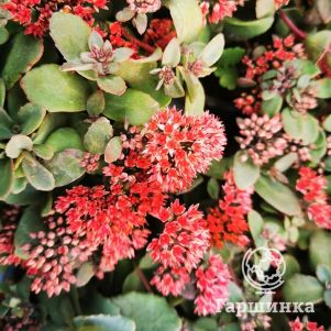 

Очиток (седум) Мерида