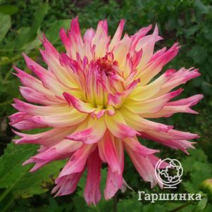 

Георгина Ненекази бахромчатая