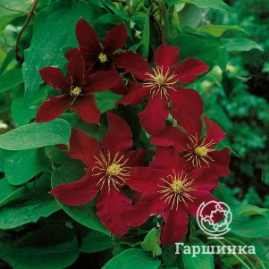 

Клематис Ниобе крупноцветковый (3)