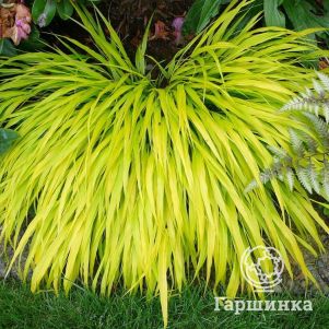 

Хаконехлоа Олл Голд