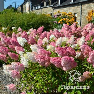 

Живая изгородь: Гортензия Ванила Фрайз 10шт