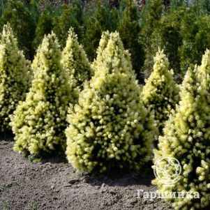 

Живая изгородь: Ель канадская Дейзи Уайт 10шт