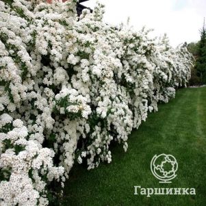 

Живая изгородь: Спирея вангутта 10шт