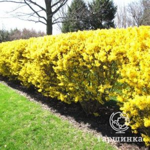 

Живая изгородь: Форзиция Спектабилис 10шт