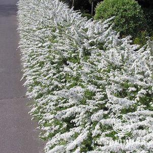 

Живая изгородь: Спирея Грефшейм 10шт