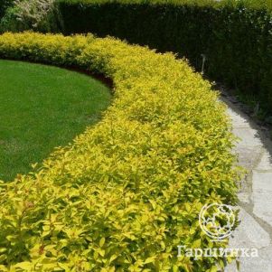 

Живая изгородь: Спирея Голдмаунд японская 10шт