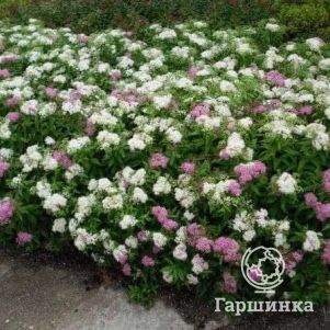 

Живая изгородь: Спирея Широбана (Генпей) 10шт