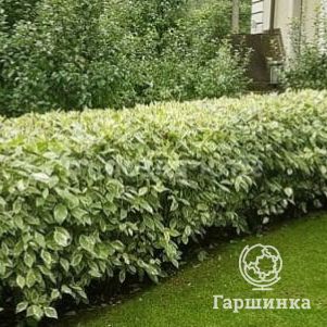 

Живая изгородь: Дерен белый Гоучаулти 10шт