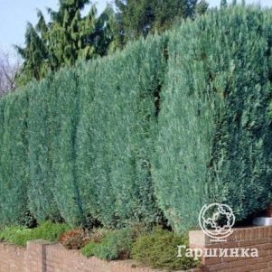 Живая изгородь: Можжевельник китайский Стрикта 10шт