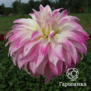 

Георгина Пинк Петтикоат декоративная