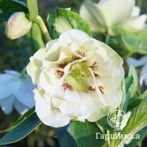 

Морозник Претти Эллен Вайт