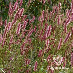 

Кровохлебка Блэкторн