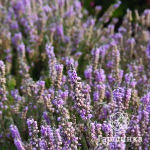 

Вереск Сильвер Найт