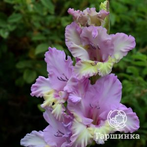 

Гладиолус Сказочный мир