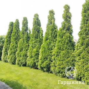 

Живая изгородь: Туя западная Смарагд 10шт