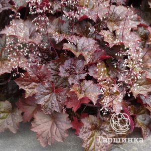 

Гейхерелла Бездей Кейк