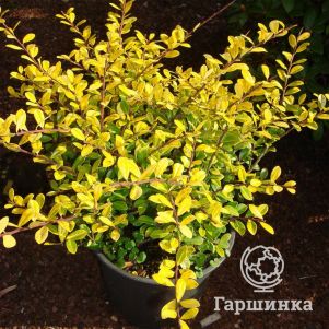 

Падуб городчатый Голден Джем