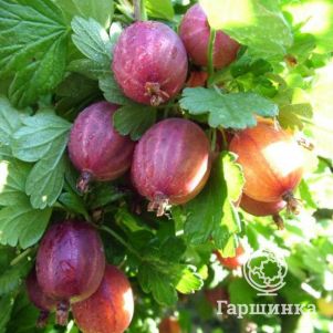 

Крыжовник Серенада