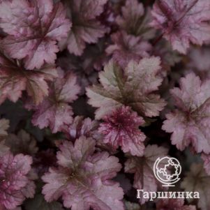 

Гейхера Дарк Мистери