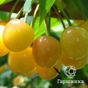 

Черешня Янтарная