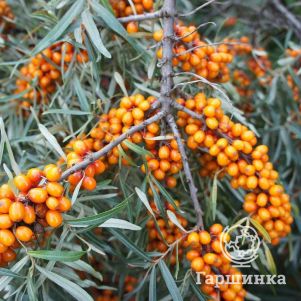 

Облепиха Трофимовская