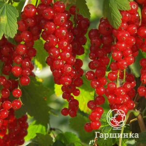 

Смородина Коралловая красная (высокий урожай)