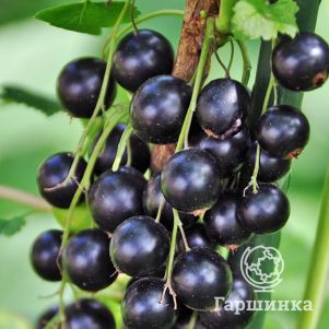 

Смородина Экзотика черная