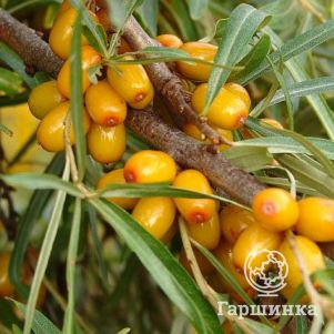 

Облепиха Желтоплодная