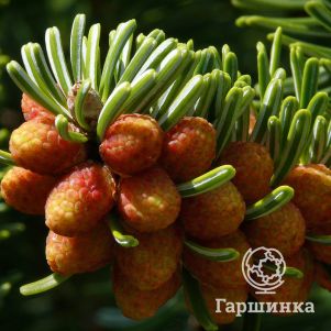 

Пихта Нордмана