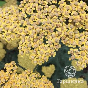 

Тысячелистник Инка Голд обыкновенный