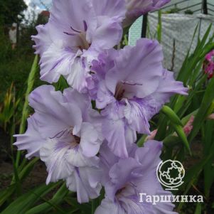 

Гладиолус Андрей Первозванный