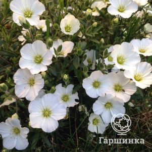 

Аренария горная Близзард