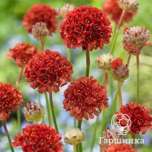 

Армерия Баллерина Ред