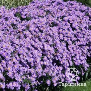 

Астра Блу Лагун кустарниковая