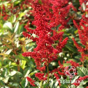 

Астильба Арендса Глат