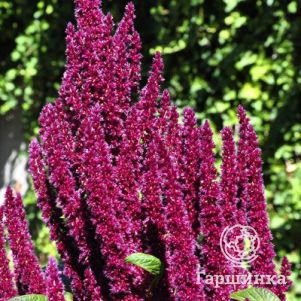 

Астильба Арендса Джо Офорст