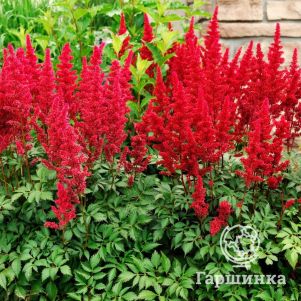 

Астильба арендса Этна