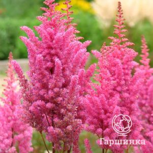 

Астильба арендса Глория