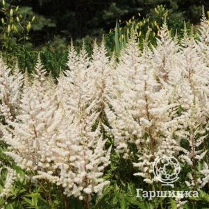 

Астильба арендса Иррлихт