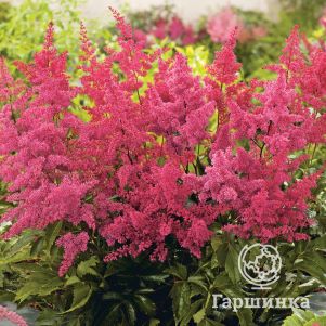 

Астильба Арендса Ред Шарм