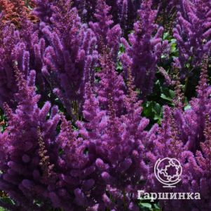 

Астильба Блэк Перлс китайская