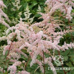 

Астильба Тунберга Моерхейм