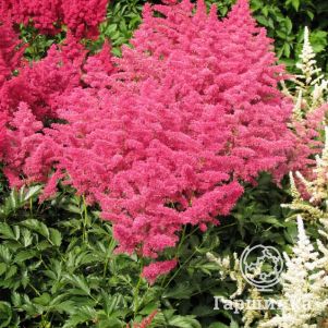 

Астильба японская Кобленц