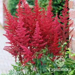 

Астильба арендса Фьюэр