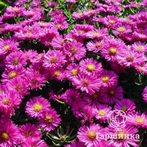 

Астра кустарниковая Старлайт